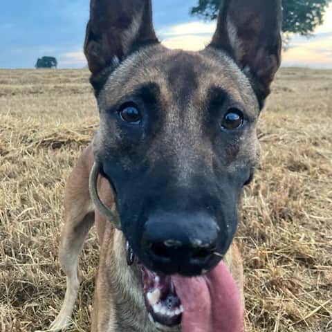 South Yorkshire Police dog, PD Chase, helped officers find property and arrest a teenager after a string of alleged burglaries in Dore and Totley. (Photo courtesy of South Yorkshire Police)
