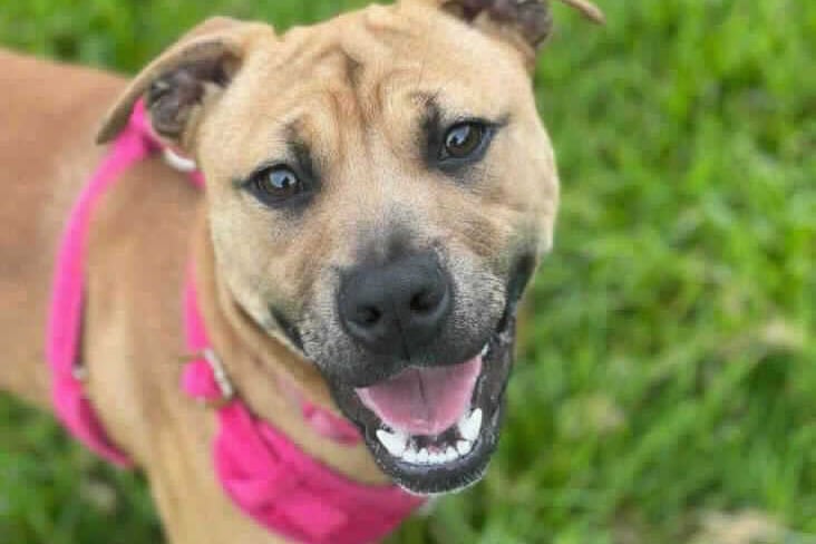 This pup is a 6-12 months old crossbreed. She is a timid girl in need of a home who understands the need to gently introduce her into the big wide world. She comes from a multi-animal animal household where she had minimal exposure to the outside world and new experiences. 