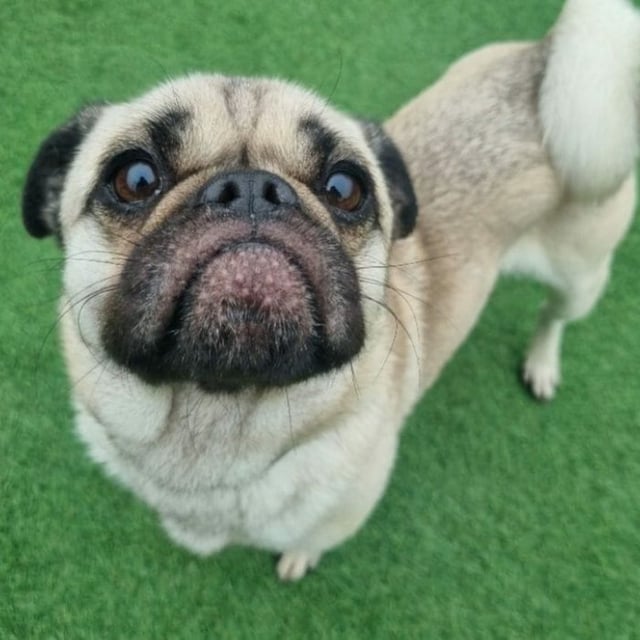 Shona is a bit of a mystery as she was originally a stray. She is a friendly pug cross and estimated to be around 6 years old. She is full of beans and sass, and is good with people. She has been reactive to dogs but has made friends. She will need quiet walks with owners who can support her with her dog interactions. She could live with people aged 12+.
