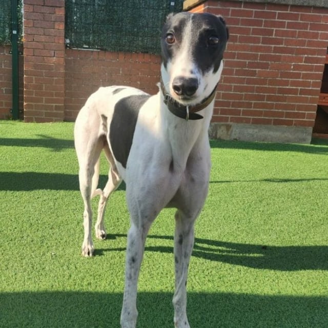 Ted is almost three years old and has come from a world of racing. He enjoys his walks and meeting new dogs and people. He has not lived in a home before and will need understanding owners. He is sweet in nature and very gentle. He is best suited to live with children aged over 14 but this could change as his confidence grows. He could live with another greyhound.