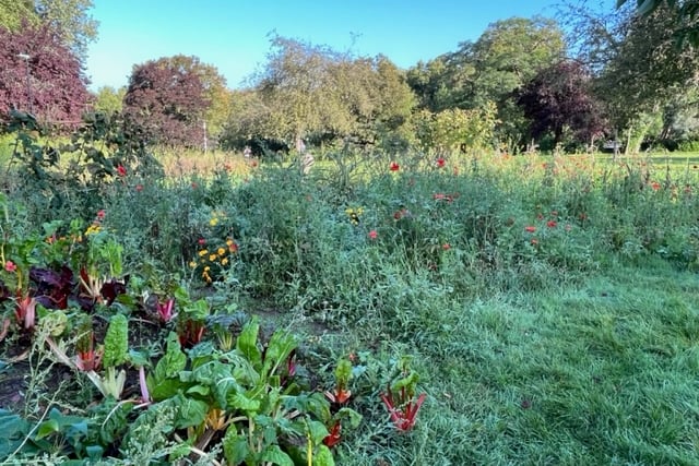 One of the community gardens in the park run by volunteers. This one includes rainbow chard, as well as sunflowers and roses.