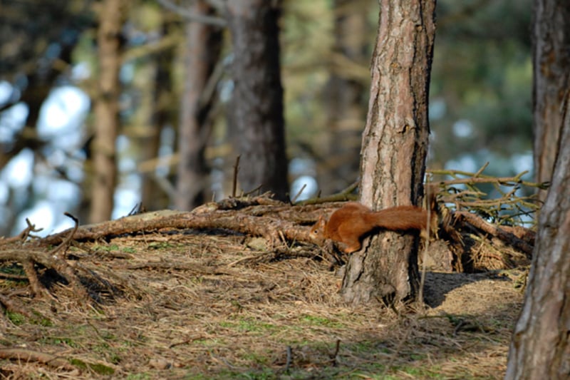 Formby Pinewoods and Red Squirrel Reserve is the ideal place for an autumn walk, with beautiful tall trees and the chance to spot some red squirrels.  