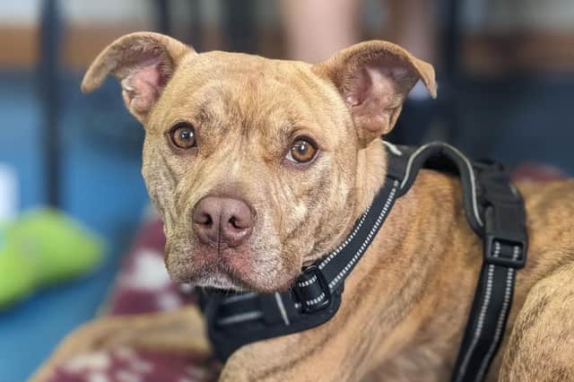 Tetley, a five-year-old Staffordshire Bull Terrier, was nearly strangled to death as she desperately tried to free herself from the rope by which she was tethered in the Firth Park area of Sheffield