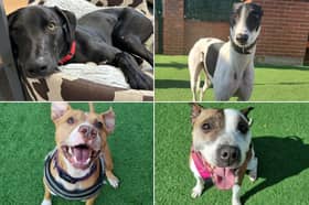 So many adorable dogs are searching for loving homes.