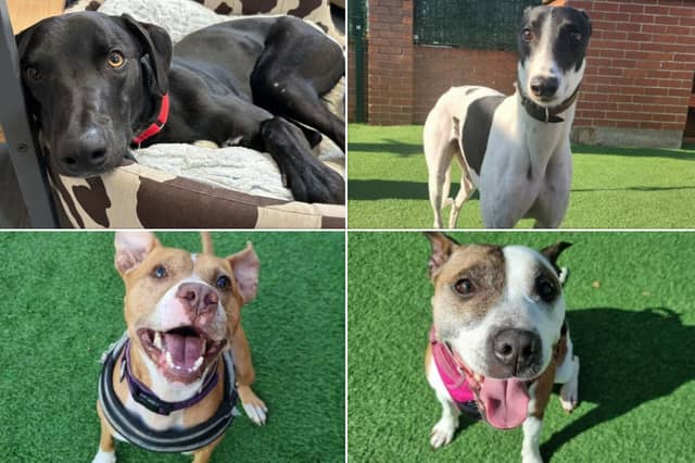 So many adorable dogs are searching for loving homes.