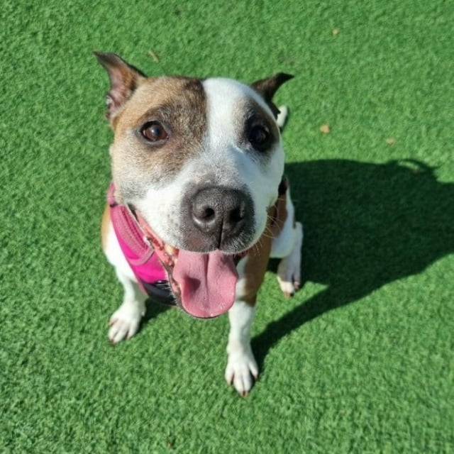 Dotty the staffy is a very friendly, giddy girl. Typical of the breed, she loves to enthusiastically greet people, and could live with children aged 10+. She has been good with dogs here but has not been socialised much previously, so she should be the only pet in the home. She enjoys her walks, and will need a home with reduced leaving hours while she settles. 