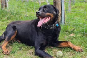 Michael Hill's own pet rottweiler, playing in his Rivelin Valley Dog Park, in the Sheffield countryside. Picture: Michael Hill