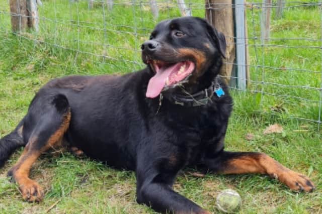 Michael Hill's own pet rottweiler, playing in his Rivelin Valley Dog Park, in the Sheffield countryside. Picture: Michael Hill