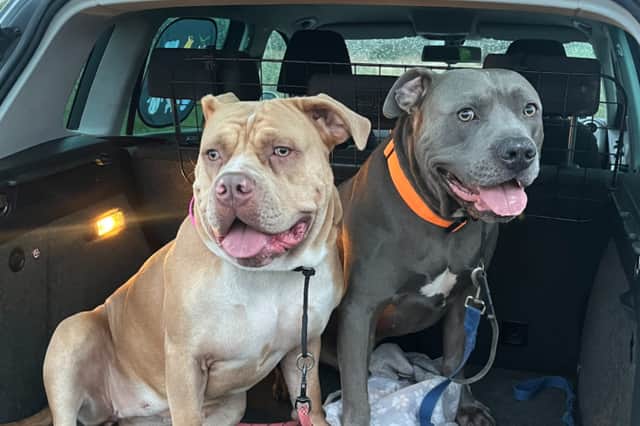 Liam Cousins' XL Bully dogs Luna and Kobi in the family car for a trip to the Rivelin Valley Dog Park. Picture: Liam Cousins