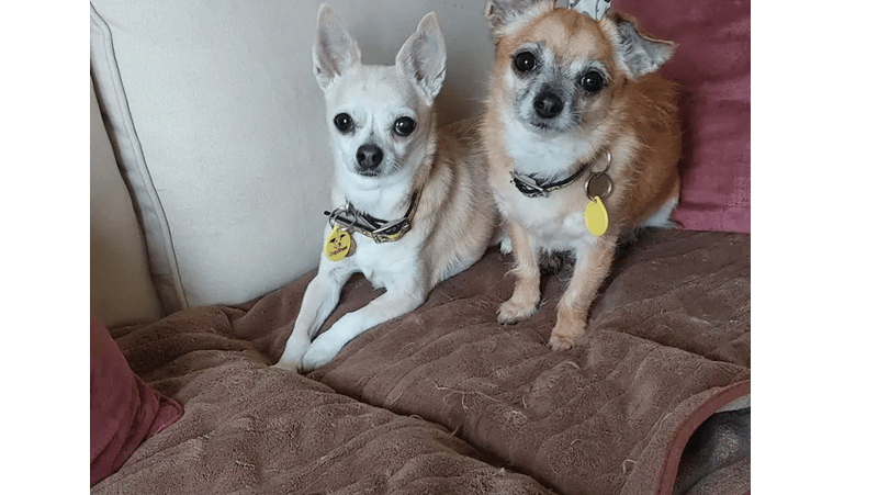 Candy (L) is 12 years old and is a female Chihuahua. Candy is a 12 year old Chihuahua looking for a home together with her long term companion Roxy. They have been together since pups and rely on each others company. They sleep together in the same bed. The girls are looking for a quiet home where they can potter around the garden and have lots of strokes and fuss. They are very worried by other dogs so they would be better suited to not living with one. Candy can be quite nervous when she first meets new people so will need time to adjust to her new home. Roxy is more outgoing and loves to jump on your lap for a cuddle. The girls have lived with a cat in their first home so could possibly live with another one. They could live with older and sensible children that will give them the space they need and they would not cope well with a busy household.