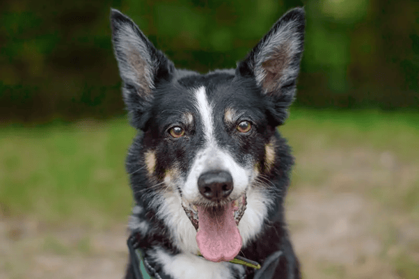 A 12-year-old Border Collie, Gizmo doesn’t act his age. He is quite a sensitive soul, and does struggle with anxiety at points, so is looking for a quiet, relaxed home environment where he can really chill out and settle. Gizmo is looking for an adult only home with minimal visitors, and no visiting children where he can relax in his safe space. After a gradual introduction he loves his doggy friends and would love a home where he could live with a confident, existing dog who can show him the ropes and give him some confidence (though this isn’t completely necessary).  