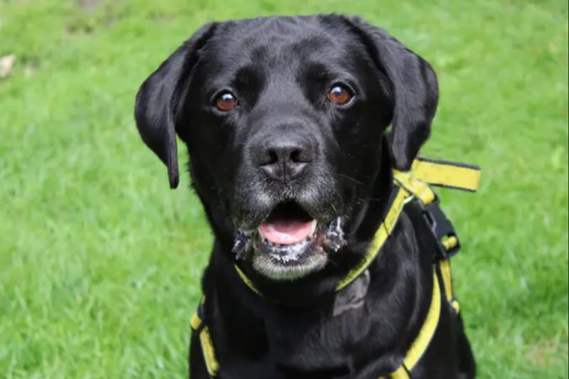 Bailey is a Labrador looking for a home in Liverpool, free from other pets and where any children are over the age of 16 and confident around large exuberant dogs. He is house trained and can be left by himself for four hours or so, once settled.