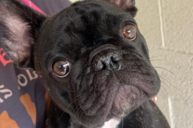 Wilma the French bulldog is just over 1 and loves everyone she meets. Being so young she is full of beans and doesn’t like to be left alone too long. She can sleep downstairs on her own and gets excited around dogs. She needs more socialisation and needs to be the only pet at home. She could live with children aged 8+.