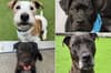 Meet 13 rescue dogs in Sheffield patiently waiting to be adopted and taken into a new loving home