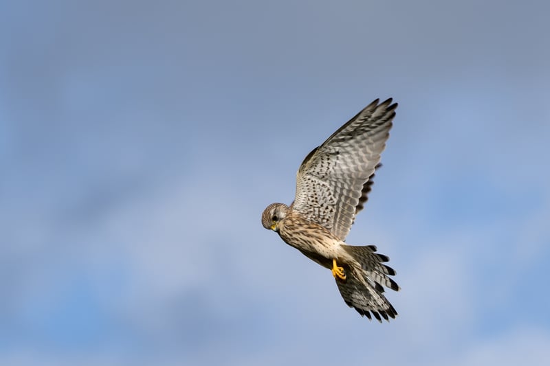 As you walk along the bridle path for a short distance, keep an eye out for kestrels hovering, looking for prey.