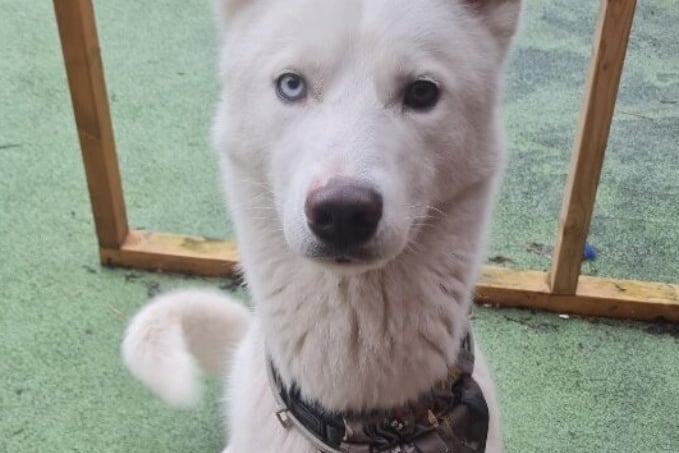 Husky, 1-3 years. ‘My carers say I’m like an over-excited teenage but I have a lot of love to give the right owner!’
