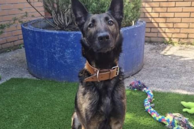 Belgian Malinois, 1-3 years. ‘A lovely dog, happy to live with children 16+, cannot live with cats’.