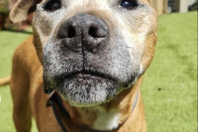 Staffordshire Bull Terrier, 6-10 years. ‘A real sweetheart looking for love and cuddles’.