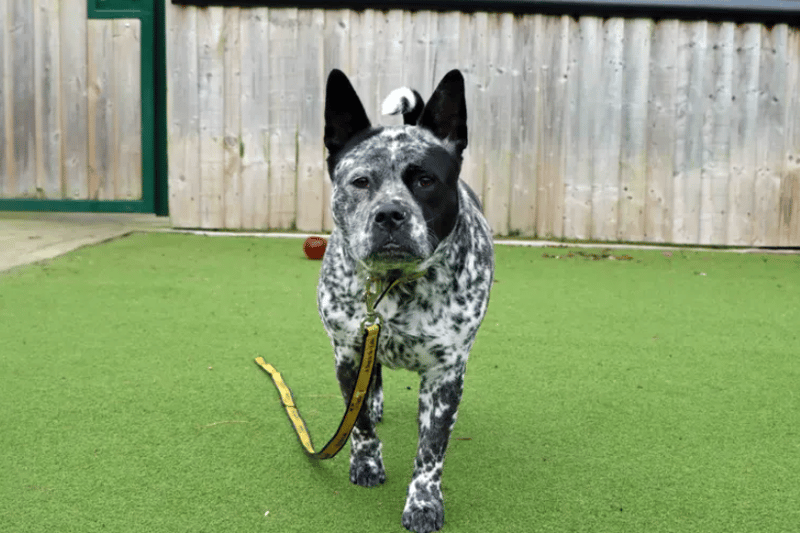 Layla is going to blossom into a wonderful companion when given the opportunity to settle into her new home life. She will enjoy going out for adventures with her family and this will help aid her weight loss. A secure garden for her to potter around and explore would be ideal also. Layla is looking forward to meeting her family and starting her next adventure. (Credit: Dogs Trust)