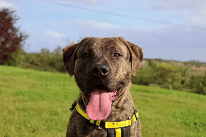 Minty is amazing! He’s going to be so much fun to train and do mind activities with. He’s quite the clever lad and has shown us some of his agility skills. He doesn’t play with toys right now but loves interacting with you. Being by your side is his favourite place! (Credit: Dogs Trust)