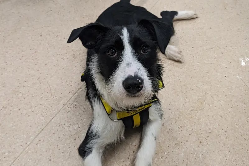 “Bonnie is intelligent, fun and active. Being a Collie x Sighthound she’ll be the perfect companion for someone, loyal, friendly and loving. She is a sociable girl who is looking to live with another dog.”