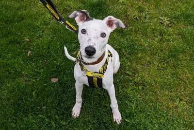 “Buddy is a stunning 4 month old Lurcher puppy who is looking for an active family who can take him on lots of adventures! As Buddy is so young, he needs someone with him most of the day, but he will be able to be left for longer periods as he grows up and settles in.”