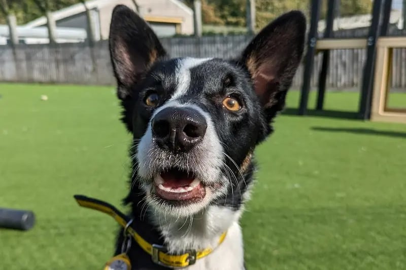 “April is a sweet little border collie who came into the care of Dogs Trust as a stray so they have very limited information about her. They suspect that she will need basic training in the home, which may include house-training.” 