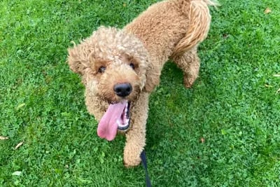 “Bailey is an adorable little 8 month Miniature Poodle is a super friendly boy who is happy to say hello to anyone - human or hound! Bailey is an affectionate boy who loves to snuggle up on the sofa with his humans and has so much potential in his forever home.”
