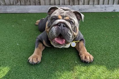 “Teddy is a sweet one year old English Bulldog who is a cheeky chap who is looking for an experienced adult only family in a quiet household.” 