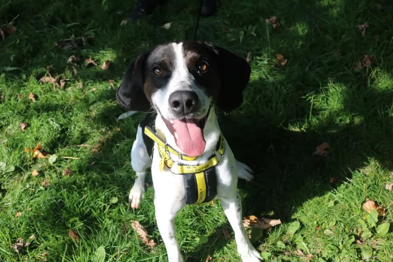 “Rupert would make a fabulous hiking or canicross partner and he loves nothing more than learning new tricks, he will make a fantastic addition to a home willing to put in the training required.” 