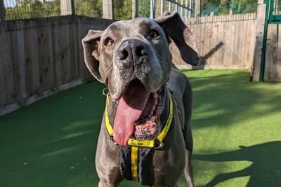 “As a Great Dane, she is a strong girl on the lead at times, so will need someone who can manage this. Peach loves soft toys and zooming around our exercise fields and has so much love to give especially for some scratches!”
