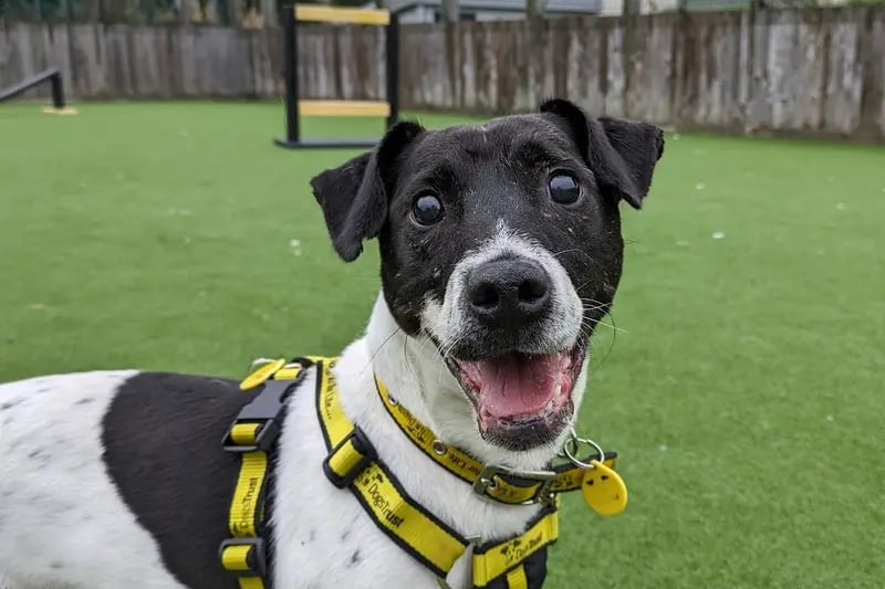 “Junior is looking to be the only pet in the home and any children to be over the age of 16. He loves playing with toys and getting cuddles and would thrive with an experienced family.”