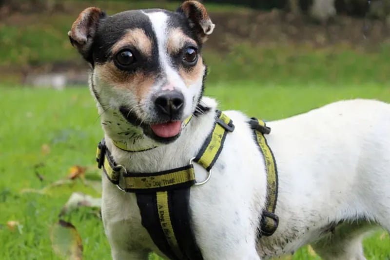 Nelly is a Jack Russell Terrier who is reactive towards other dogs and will need to be the only pet at home. As Dogs Trust have no history for her, any children in the home must be high school aged. 