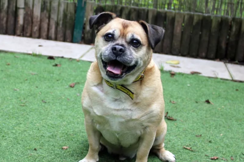Oli is a Pug cross looking for a calm quite home where any children are aged 14 and over. Oli can be a little shy when first meeting and may need a couple of visits before he goes home. He is house trained and can be left alone for few hours. Oli would need a pet free home as he finds other dogs a little worrying. 