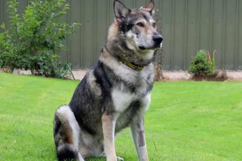 Thor is a Siberian Husky rescue who will need to be the only pet at home and any children will need to be aged 16 or older. Thor is house trained but not used to being left alone. He will need multiple visits to him at the centre before going home.