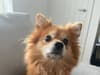 Rescue dogs Sheffield: Surprise at lack of interest in 'teeny tiny, super sweet' young Pom in need of home