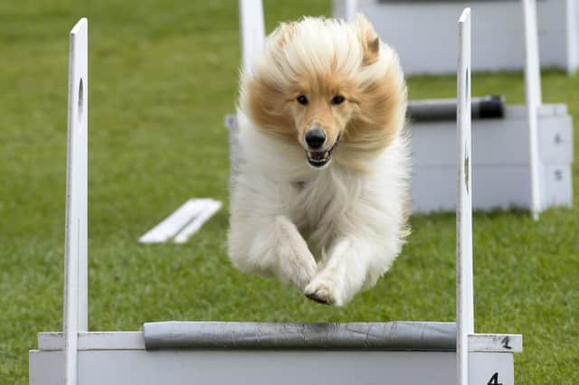 Pooches in the Park brings dozens of classes for all types of dogs.