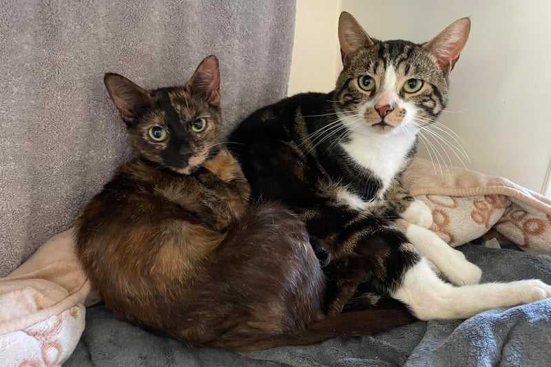 This very lovely duo are Maisy and Ash. They were signed over by their previous owner. They have settled in really well and Ash is Mr confident, always eager to jump out of his pod for a stroll, he enjoys fuss and is very foody.
He has been known to try and steal Maisy’s food. Maisy is a sweet friendly girl, although she is not as forward as Ash. She enjoys fuss but can still be a little timid. She appears to gain confidence from Ash and they seem to have a really lovely bond - you will often find them snuggled up together - so the charity are looking for them to be rehomed together. Due to Maisy being a little timid, they are looking for them to be rehomed to a household with late primary school age children (if present) and no dogs.