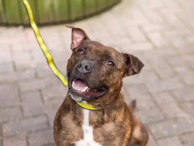 Paddy is a very affectionate boy with his well-known people and much prefers the company of adults so would need to live in an adult only home with no visiting children. He would need to be the only pet in the home as he is fine to walk around dogs at a distance but can be reactive to dogs up close. Paddy is not comfortable around people he doesn’t know too well, so he would need have minimal visitors in the home and cannot meet visitors at the door, therefore a non-open plan home would be preferable. Paddy loves his own space and would adore his own private secure garden where he can run and play with his toys.