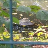 Adrian Mccormick took this photo which he believes shows a crocodile in the top pond at Graves Park, in Sheffield