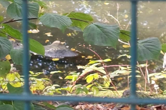 Adrian Mccormick took this photo which he believes shows a crocodile in the top pond at Graves Park, in Sheffield