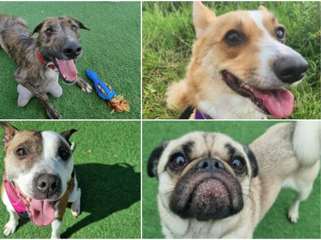 Here are 18 gorgeous dogs waiting for their forever home at Thornberry Animal Sanctuary as of October 7, 2023.
