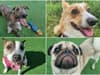 Sheffield dogs for adoption: 18 pups looking for their forever home at Thornberry Animal Sanctuary