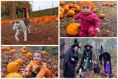 Here's a round up of all the fun you can have at Graves Park Animal Farm in Sheffield this Halloween, including pumpkin picking and an adult fright night.