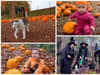 Graves Park Animal Farm Halloween: Pumpkin picking and adult fright night at Sheffield farm this autumn