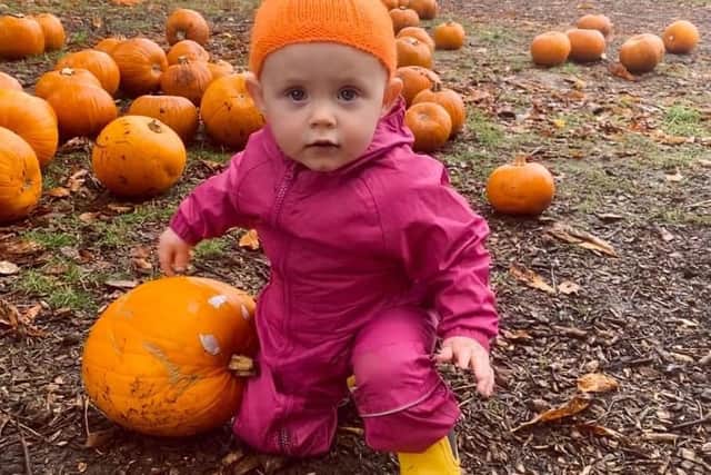 Graves Park Animal Farm is back with its extremely popular pumpkin picking event this Halloween, with over 5,000 to choose from.