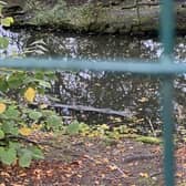 This photo, taken at Graves Park in Sheffield, appears to show the log which was mistaken for a crocodile