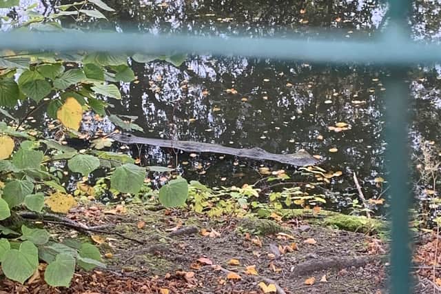 This photo, taken at Graves Park in Sheffield, appears to show the log which was mistaken for a crocodile