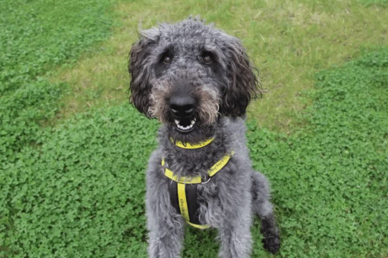 Alfie is a 2-year-old boy who is always ready to have some fun! He will enjoy going out for plenty of long walks and exploring new places. Alfie will also benefit from having plenty of mental stimulation such as puzzle games etc to keep his mind busy and active. He will also enjoy having fun training sessions with his family in exchange for tasty treats. Alfie is going to make a fun addition to a house hold that is up for plenty of adventures and training sessions. (Credit: Dogs Trust)