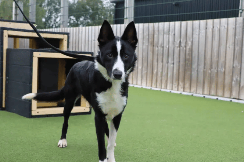 Smurf is a super friendly girl who loves interacting with her human pals. Whether that be with showcasing her ‘sit’ & ‘paw’, playtimes or just snuggling in close to you. She’s gentle when taking treats and would like to add a few more tricks to her repertoire. (Credit: Dogs Trust)